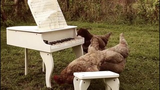 Igorrr – My Chicken’s Symphony