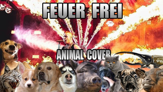 Rammstein – Feuer Frei (Animal Cover)