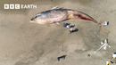 Why Did This Whale Turn up Dead in San Francisco? | BBC Earth