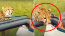 CAUGHT ON FILM! ? Amazing Animal Moments