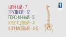 Позвоночник и его строение