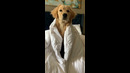 Golden Retriever Likes to Fart #shorts