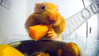 How Much Food Can Fit In A Hamster’s Cheeks? | Pets: Wild At Heart | BBC Earth