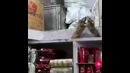 Битва крыс на складе