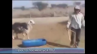 Не обижай животных)баран отмстил мужику ))ржачь