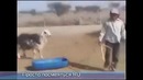 Не обижай животных)баран отмстил мужику ))ржачь