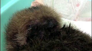 Камчатские зоологи спасают калана-сироту