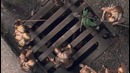 Видео-Обзор – Game of War – Fire Age