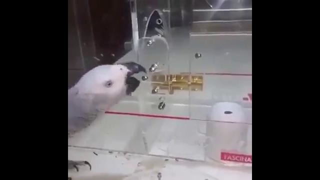 Ну очень умный попугай