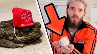 PewDiePie – Crafting For My Pets