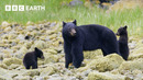 Travel to the Seven Continents of Our Incredible World | 4K UHD | BBC Earth
