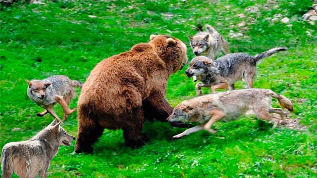 Вот что бывает, когда Глупый Медведь Встречает Волков! Редкие Сражения Животных, Снятые на Камеру