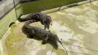 Как крокодилов «водят» на медосмотр в зоопарке в Перу