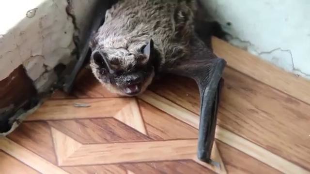 Летучие мыши