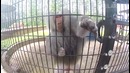 The Ultimate Funny Monkey Compilation ll Monkey Fails by FailArmy