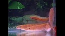 Aquatic Kingdom – American Cichlid