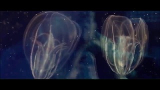 Matrang – медуза