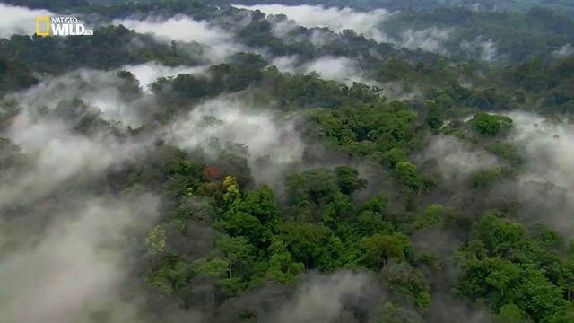 Nat Geo Wild: Потерянный рай Колумбии