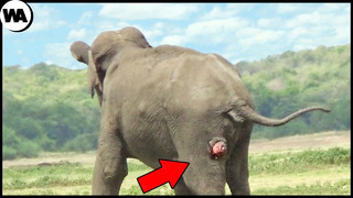 Вот Почему Слоны Стоят на Месте до Смерти