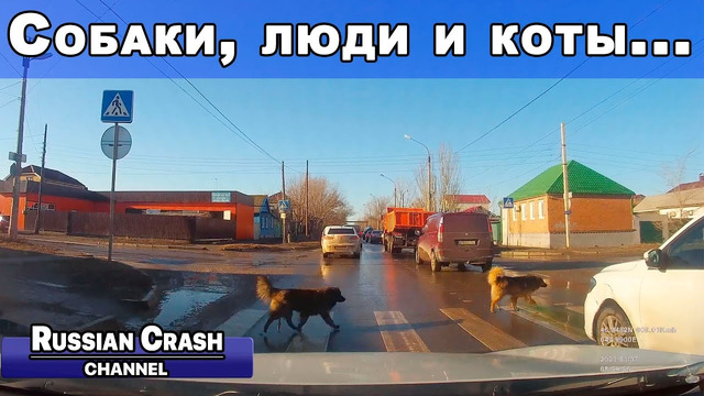 Без ДТП. Собачки переходят дорогу по пешеходному переходу