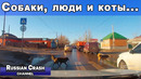 Без ДТП. Собачки переходят дорогу по пешеходному переходу