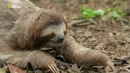 Nat Geo Wild: Дикая природа Перу: Добро пожаловать в джунгли (2 из 2)