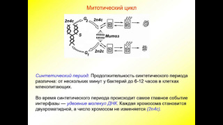 Митоз рус