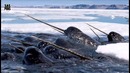 5 – зубастых подводных жителя (saspens)