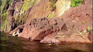Alligator Jumps Onto Swimmer Gator Attack