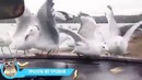 Лучшие приколы 2018 июнь — наденьте бахилы