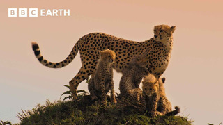 Are We Loving Cheetahs To Death? | 4K UHD | Mammals | BBC Earth