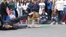 Подборка видеоприколов 2012 Часть 5
