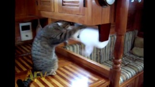 Кот и бумажные полотенца