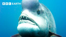 LIVE: The Wild Side of Our Planet | BBC Earth