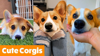Cute Corgi Bloopers & Reactions | Funny Pet Videos