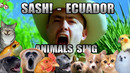 Sash! – Ecuador (Animal Cover)