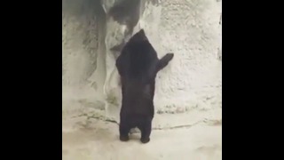 Медведь начал танцевать в Ташкентском Зоопарке