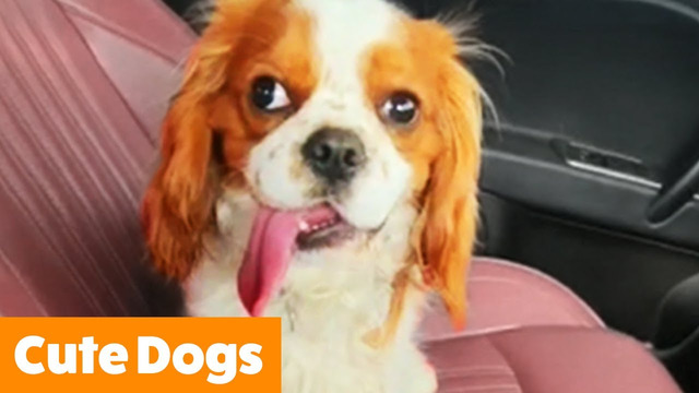 Cute Dog Reactions & Bloopers | Funny Pet Videos