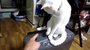 Кот-открывашка