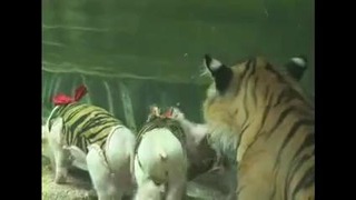 Тигрица стала мамой для поросят, а свинья для тигренка