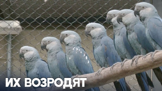 Новый центр разведения редких голубых ара создали в Бразилии