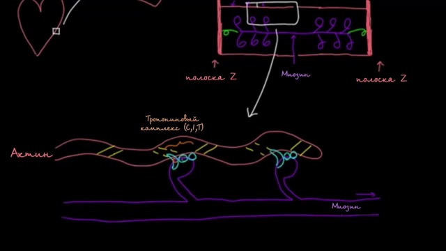 Как кальций активирует миозин