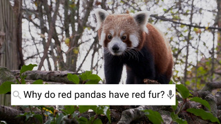 Are Red Pandas Friendly? | Weird Animal Searches | BBC Earth