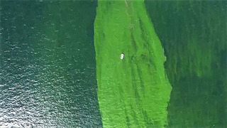 Убивает всё живое: «мёртвая зона» планктона разрастается у берегов Таиланда