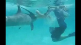 Дельфин мачо