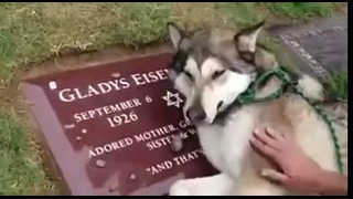 Собака плачет на могиле своего владельца