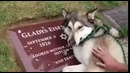 Собака плачет на могиле своего владельца
