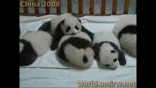 Baby Panda Crawling In A Crib – Chengdu Pandas Research Center