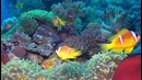 Подводный мир Красного моря в Шарм-эль-Шейхе (Египет)