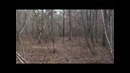 Мраморные Шершни(Запись №21)
